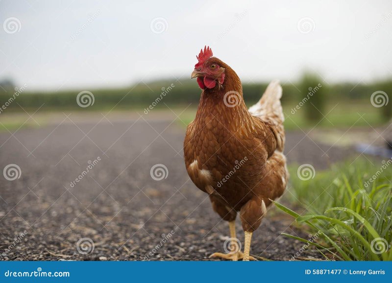 Image: Descubre el Misterio de la Famosa Carretera de Pollo en España