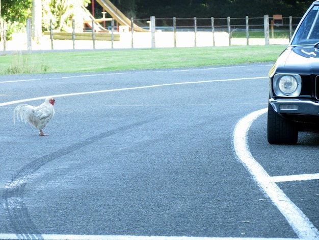 Chicken road game, chicken road