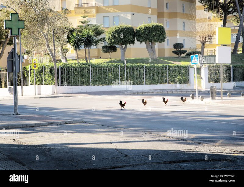 Scopri di più su chicken road italia